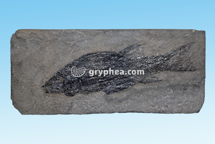 Semionotus agassizii (Jurassique, -210 Ma) - gryphea.com